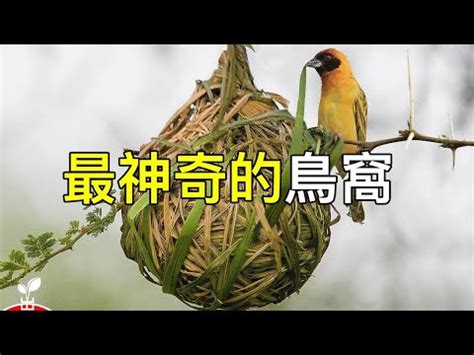 家裡有鳥築巢 風水|鳥巢風水：居家好運密碼